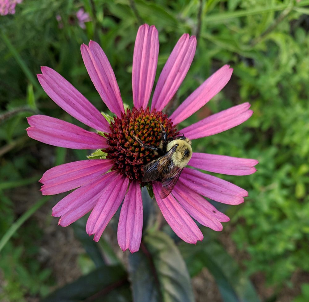 cone-flower flower