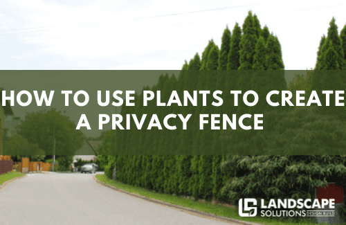 How To Use Plants To Create A Privacy Fence