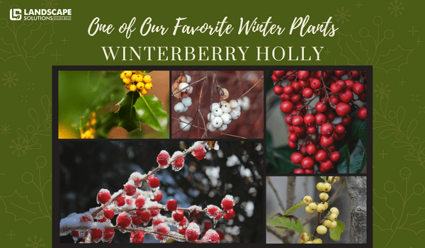 One of Our Favorite Winter Plants: Winterberry Holly