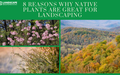 8 reasons native plants are great for landscaping