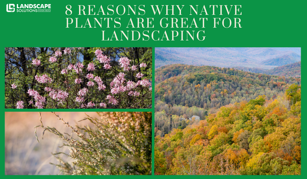 8 Reason Why Native Plants Are Great for Landscaping