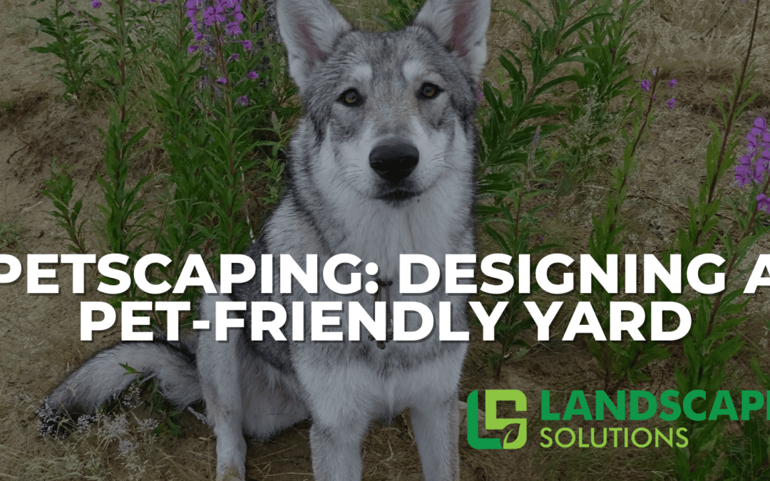 Petscaping – Designing a Pet-Friendly Yard