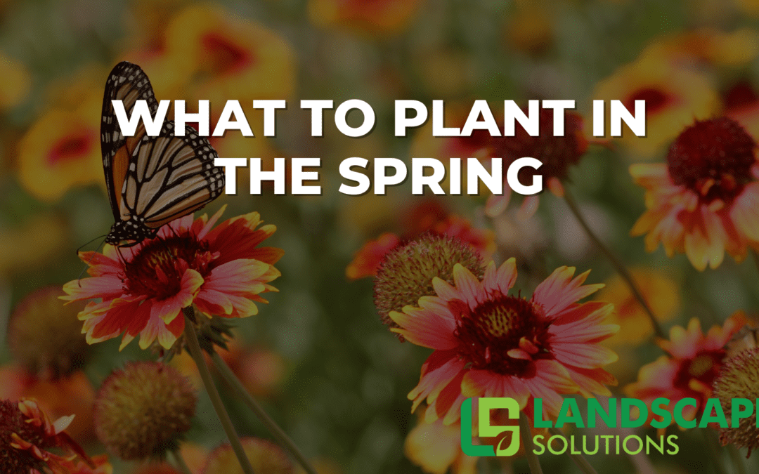 What to Plant in Spring for a Bountiful Season