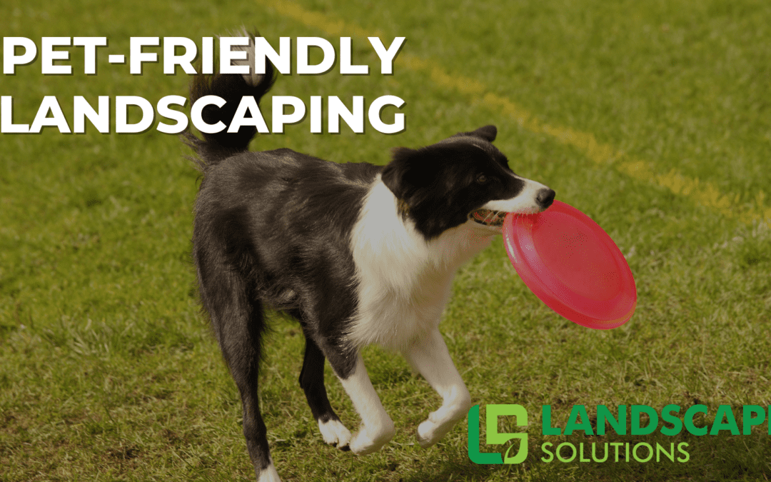 Creating Safe and Enjoyable Spaces for Your Furry Friends