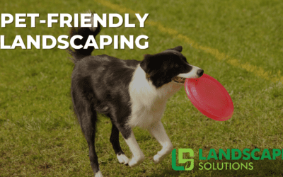 Pet Friendly Landscaping