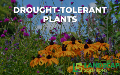 Drought-Tolerant Plants