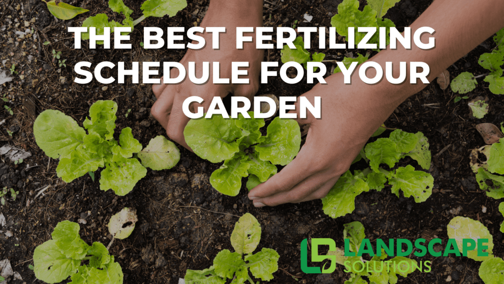 The Best Fertilizing Schedule for Your Garden