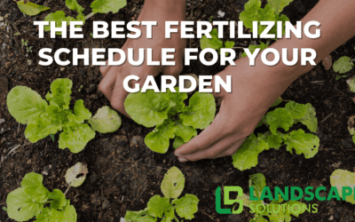 The Best Fertilizing Schedule for Your Garden