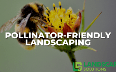 Pollinator-Friendly Landscaping