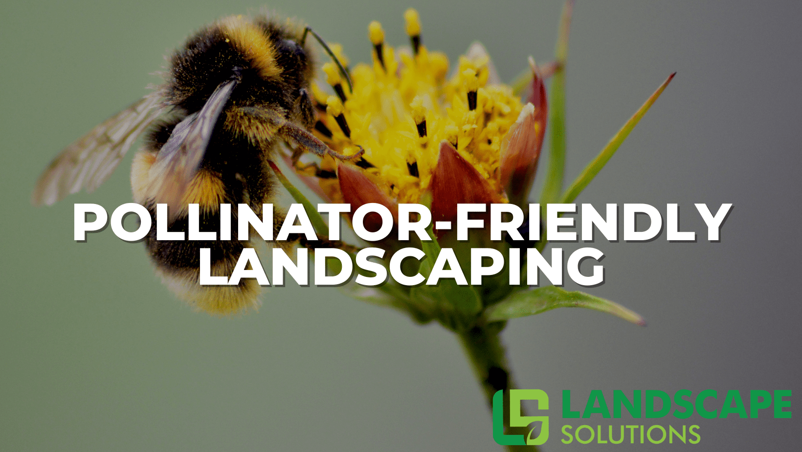 Pollinator-Friendly Landscaping