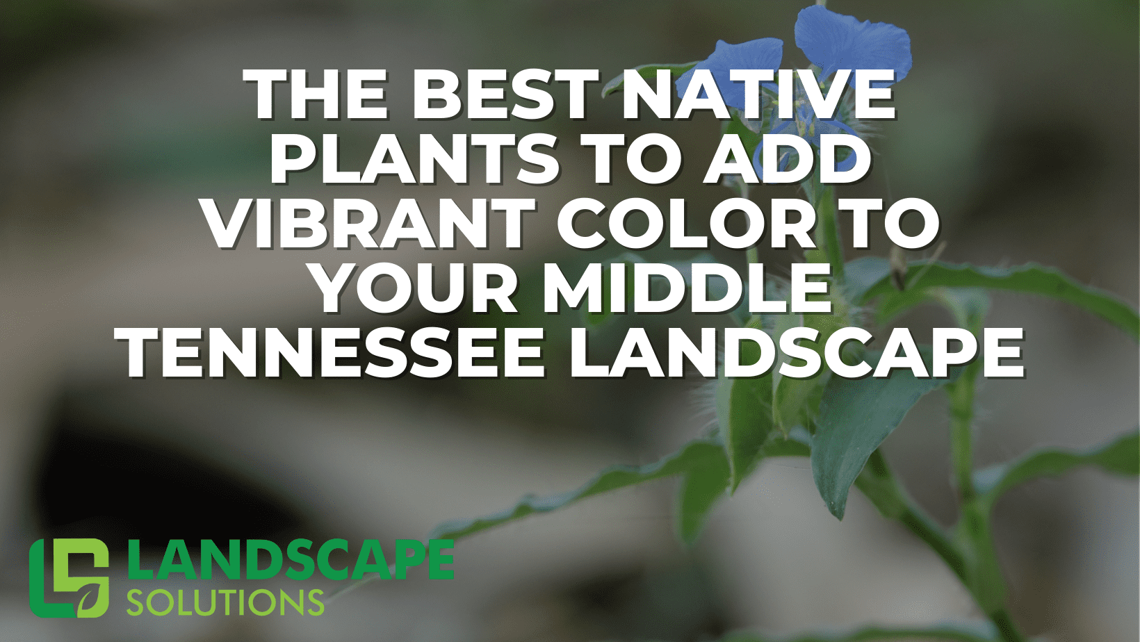 Native Plants